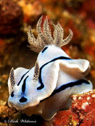 This one looks like a puppy :) Chromodoris willani in Ani... by Richard Witmer 